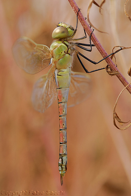 neo sfarfallato di Anax ephippiger femmina